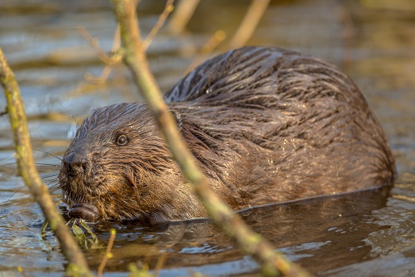 Bever in het water