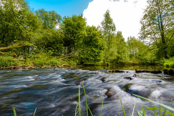 Flowing stream in the green nature reserve of Brüggen, surrounded by trees and peaceful surroundings in the Maas-Schwalm-Nette Nature Park.